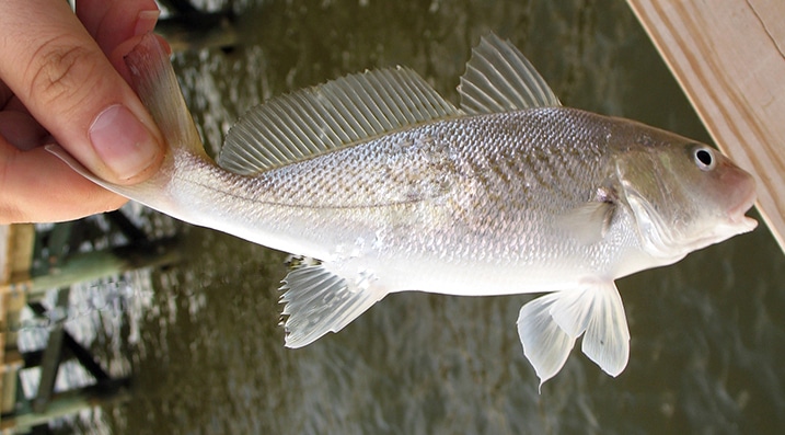 Atlantic croaker (Micropogonias undulatus) showing silvery-bronze body with faint oblique bars