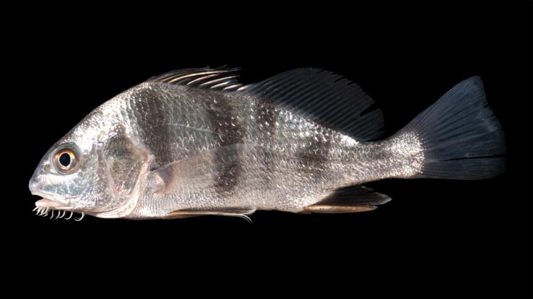 Black drum (Pogonias cromis) showing high-arched back, chin barbels, and dark vertical bars