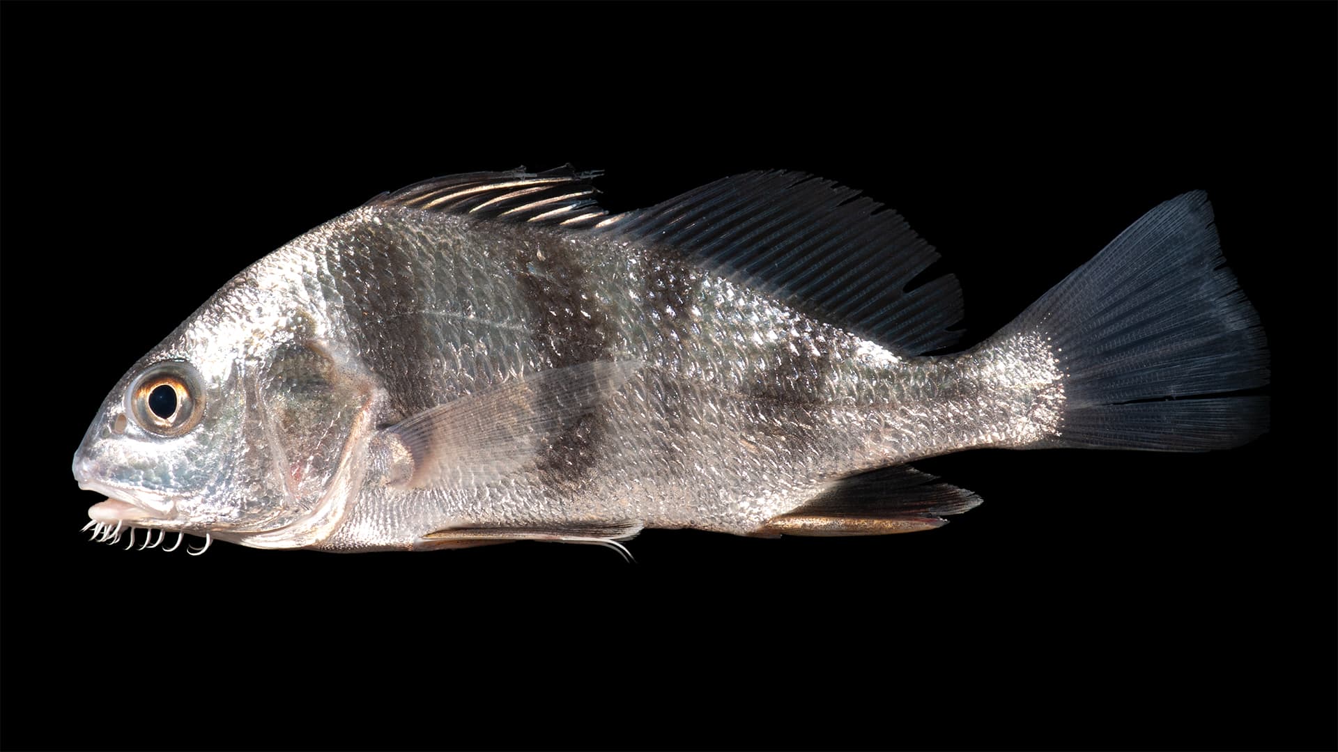 Black drum (Pogonias cromis) showing high-arched back, chin barbels, and dark vertical bars