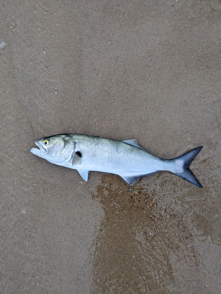 Bluefish (Pomatomus saltatrix) showing blue-green back, forked tail, and prominent jaw