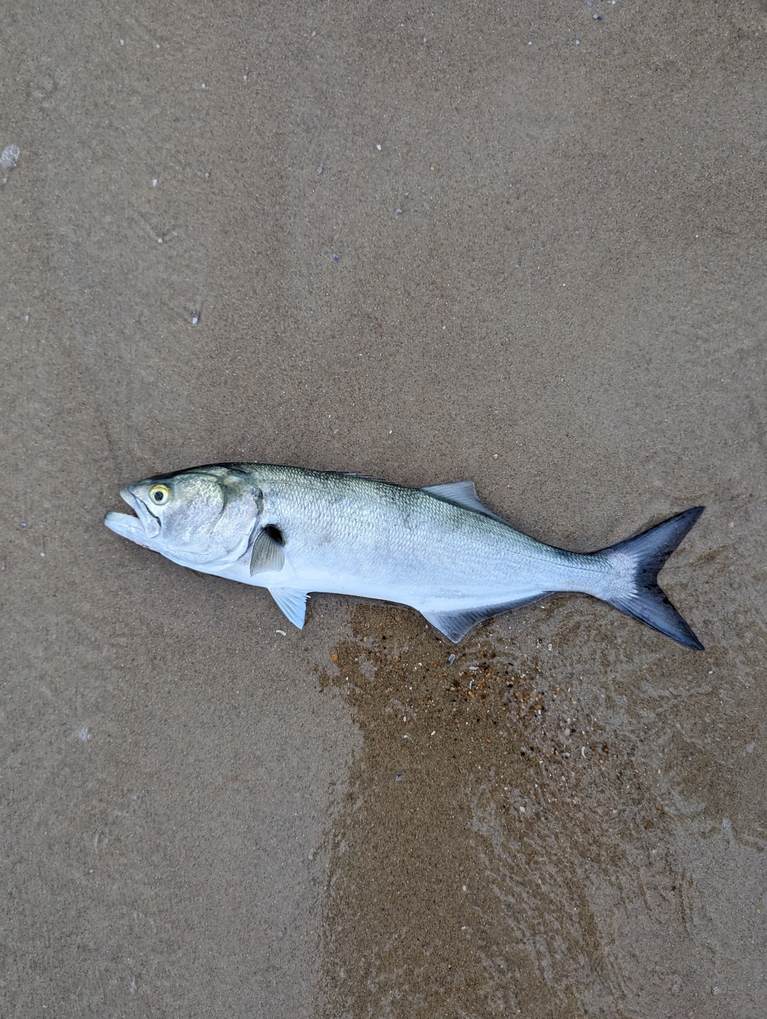 Bluefish (Pomatomus saltatrix) showing blue-green back, forked tail, and prominent jaw