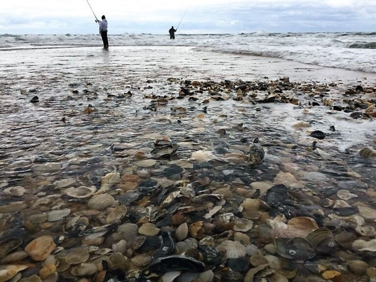 A shell bed exposed in shallow water at Cape Point with two anglers wading and casting beyond