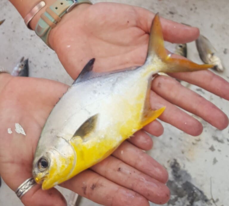 Florida pompano (Trachinotus carolinus) held in hand, showing deep silver body, forked tail, and yellow throat
