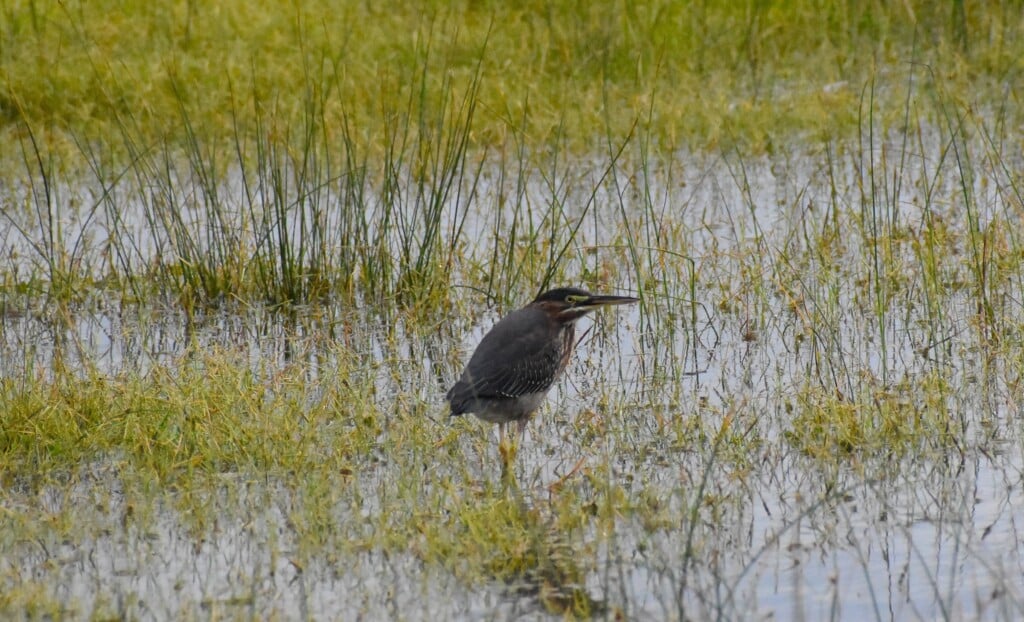 A green heron standing in flooded marsh grass beside the Oregon Inlet Fishing Center