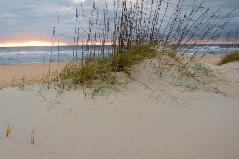 Sea oats growing on a sand dune above the beach at sunrise, Cape Hatteras National Seashore