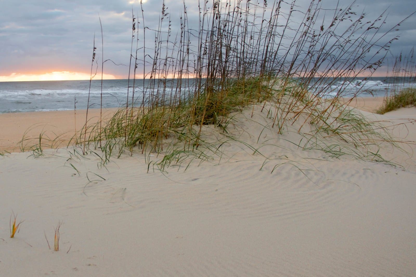 Sea oats growing on a sand dune above the beach at sunrise, Cape Hatteras National Seashore