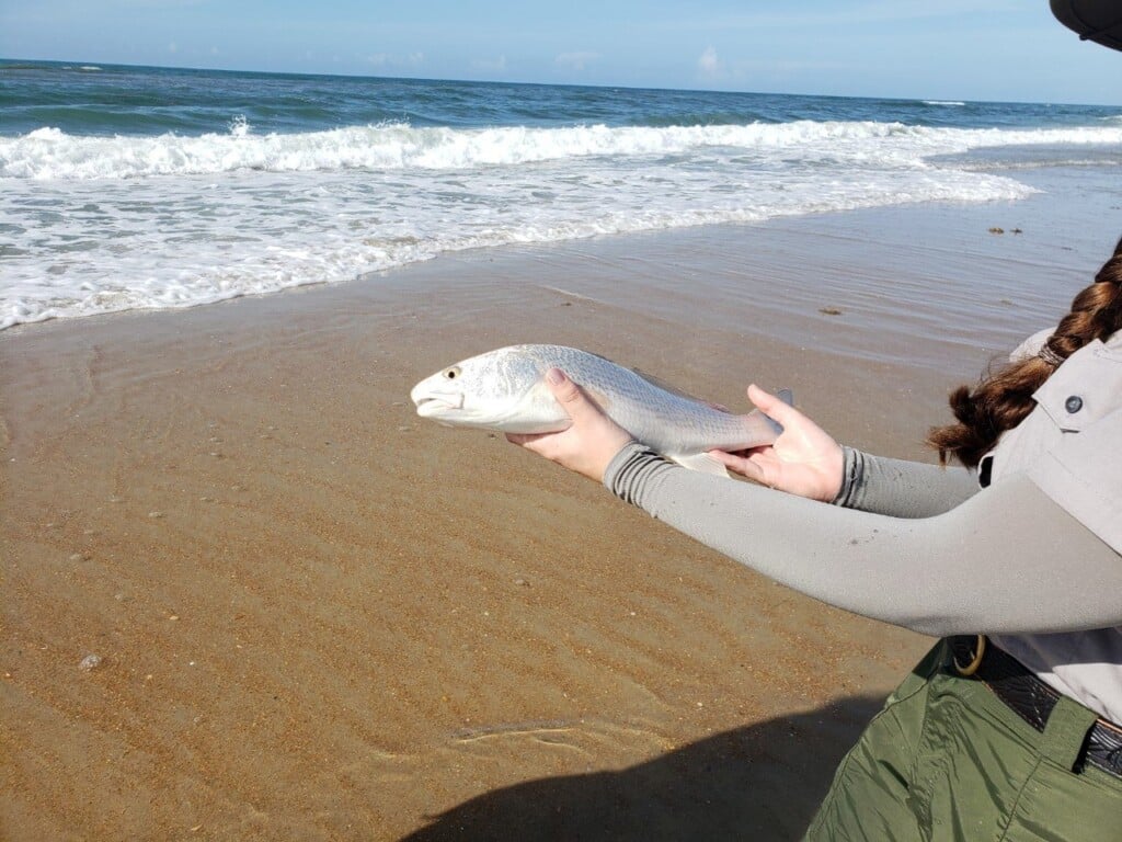 Hands holding a small puppy drum caught during a surf fishing with a ranger program at Cape Hatteras