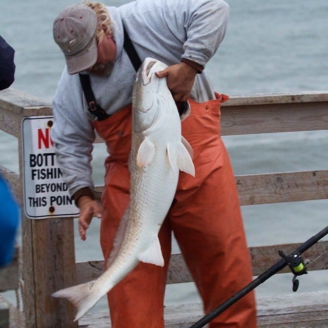 Angler in waders holding a red drum caught while pier fishing at Cape Hatteras