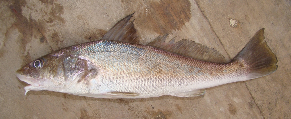 Southern kingfish / sea mullet (Menticirrhus americanus) showing elongate silvery body and underslung mouth
