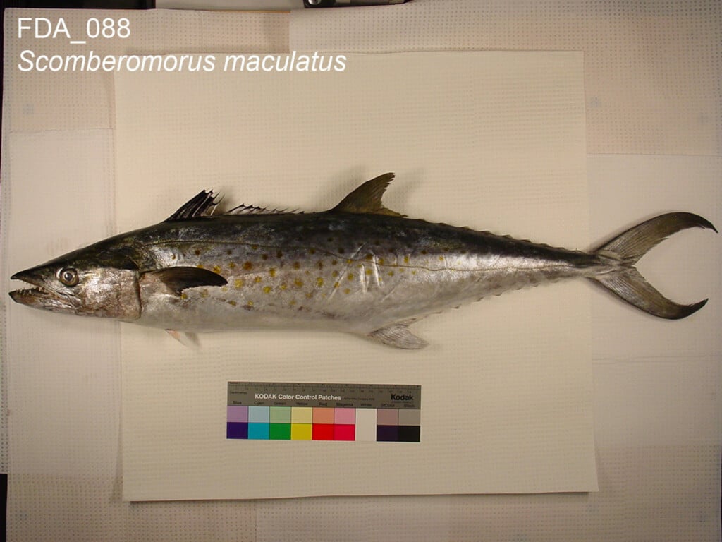 Atlantic Spanish mackerel (Scomberomorus maculatus) showing streamlined body with yellow-gold spots