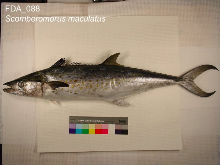 Atlantic Spanish mackerel (Scomberomorus maculatus) showing streamlined body with yellow-gold spots