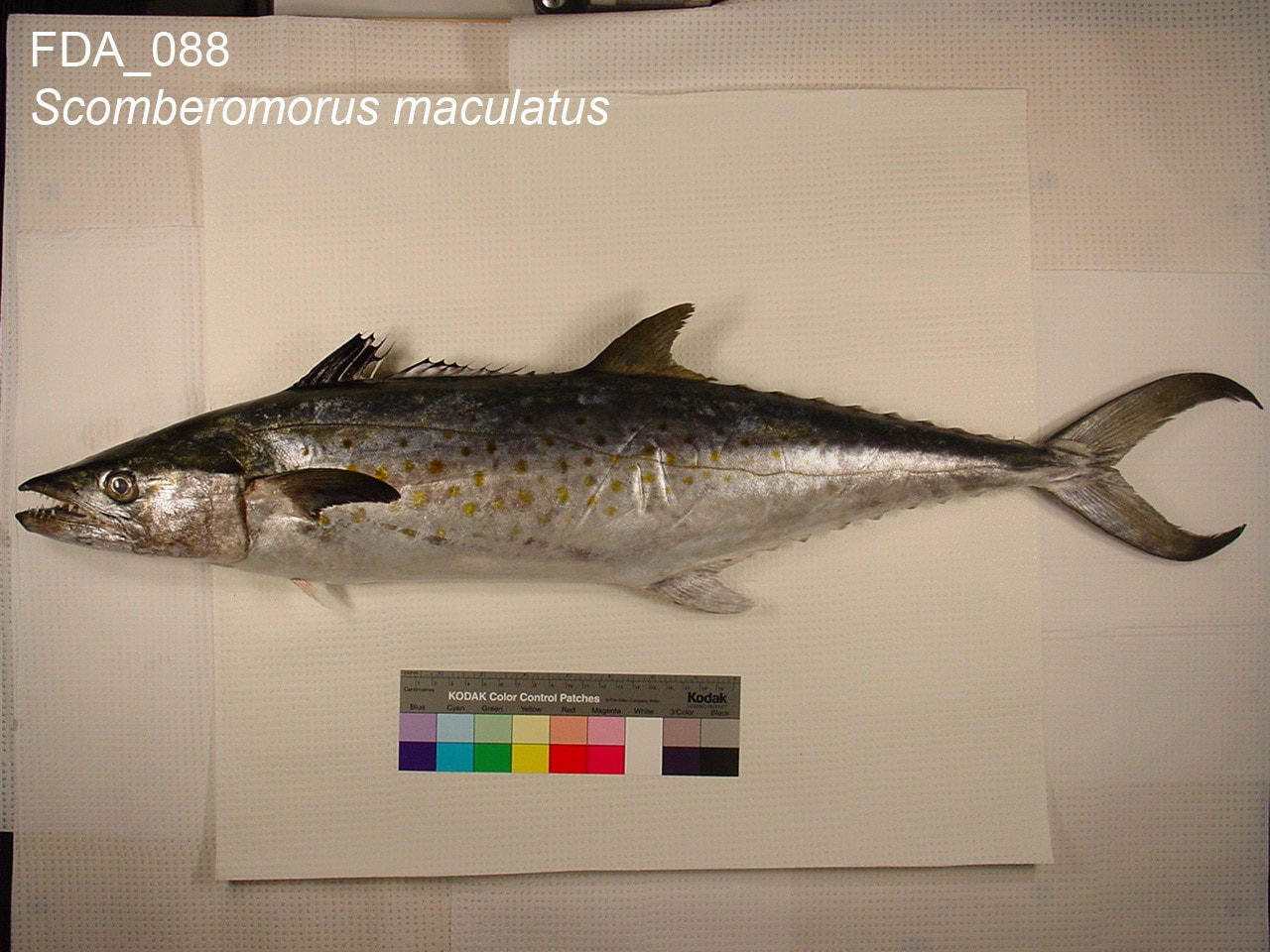 Atlantic Spanish mackerel (Scomberomorus maculatus) showing streamlined body with yellow-gold spots
