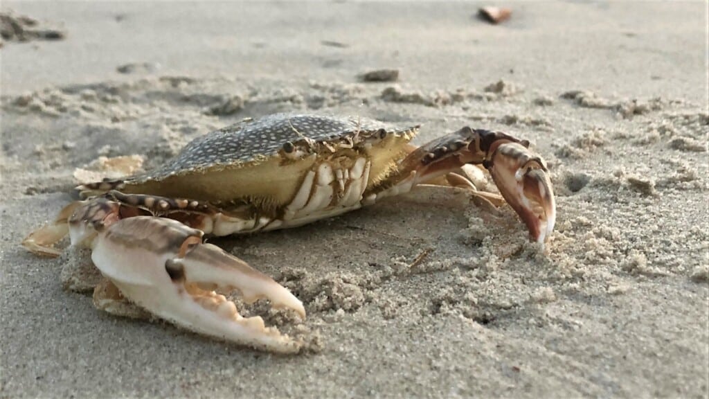 A speckled crab on wet sand in the surf zone on an Outer Banks beach