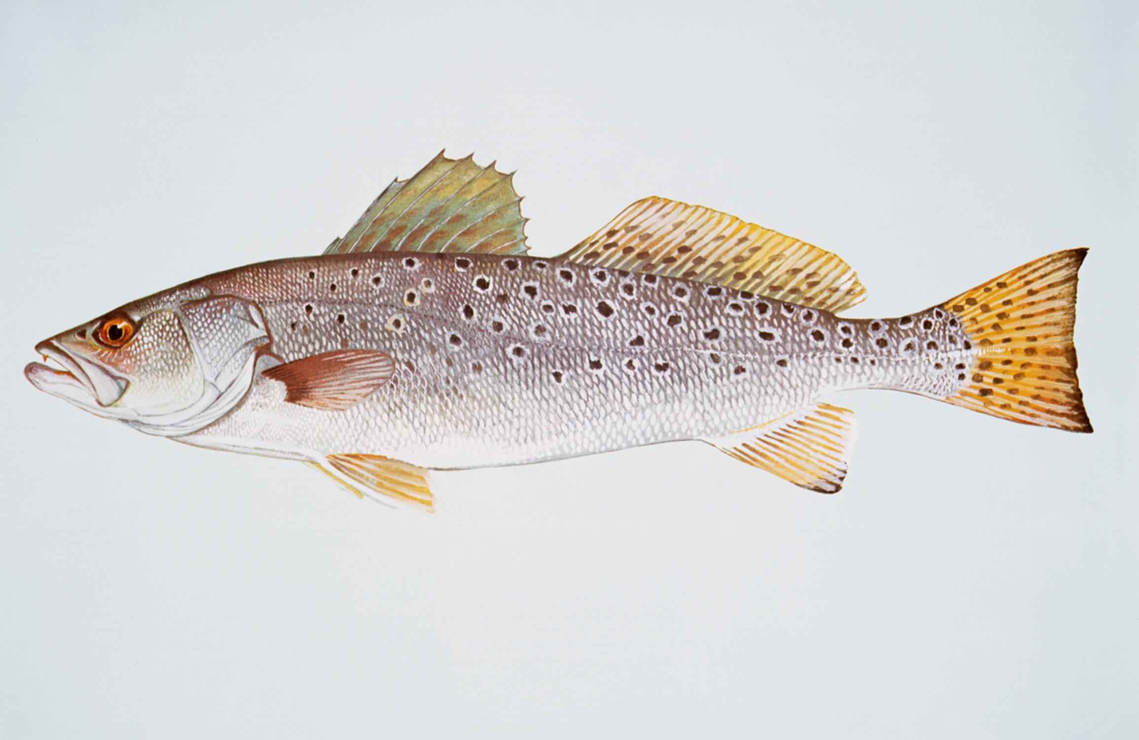 Spotted seatrout / speckled trout (Cynoscion nebulosus) showing silvery body with dark spots along the back and tail