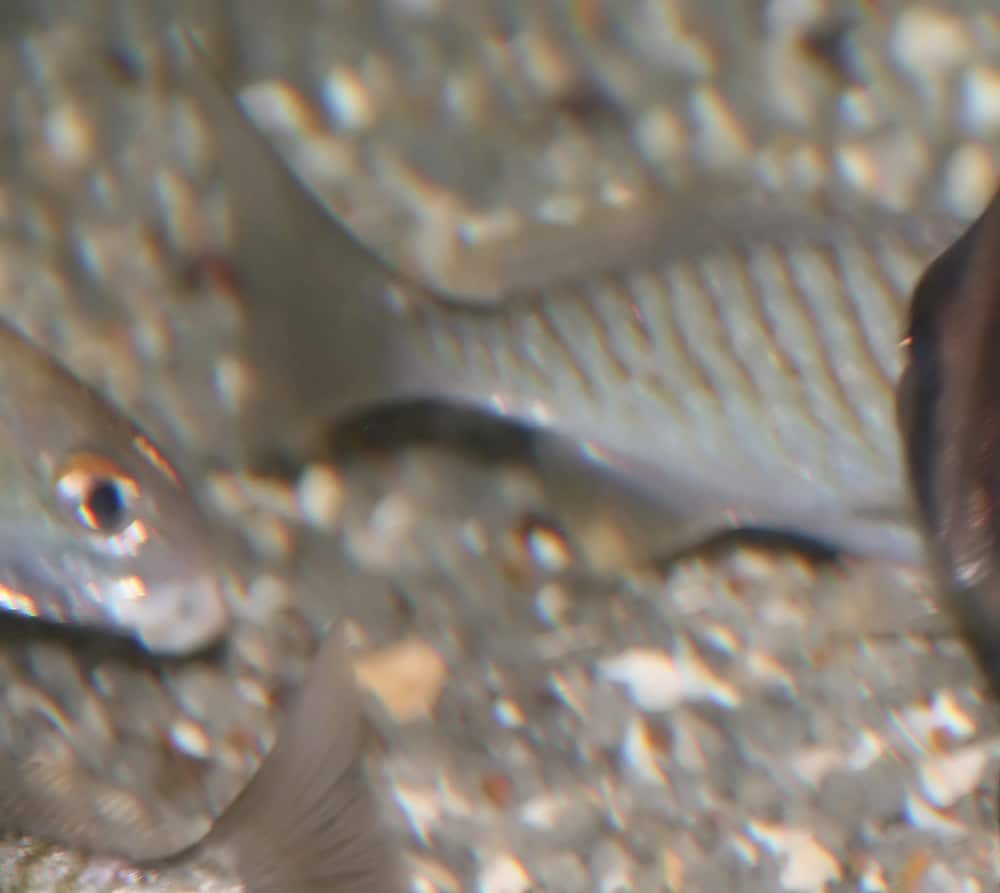 Spot (Leiostomus xanthurus) showing a dark spot behind the gill cover and yellowish fins