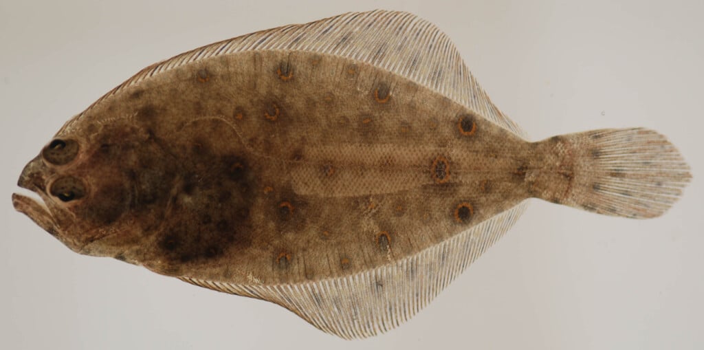 Summer flounder (Paralichthys dentatus) showing flat, mottled brown body with eye spots and both eyes on the upper side