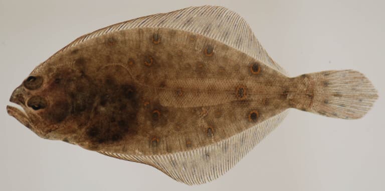 Summer flounder (Paralichthys dentatus) showing flat, mottled brown body with eye spots and both eyes on the upper side