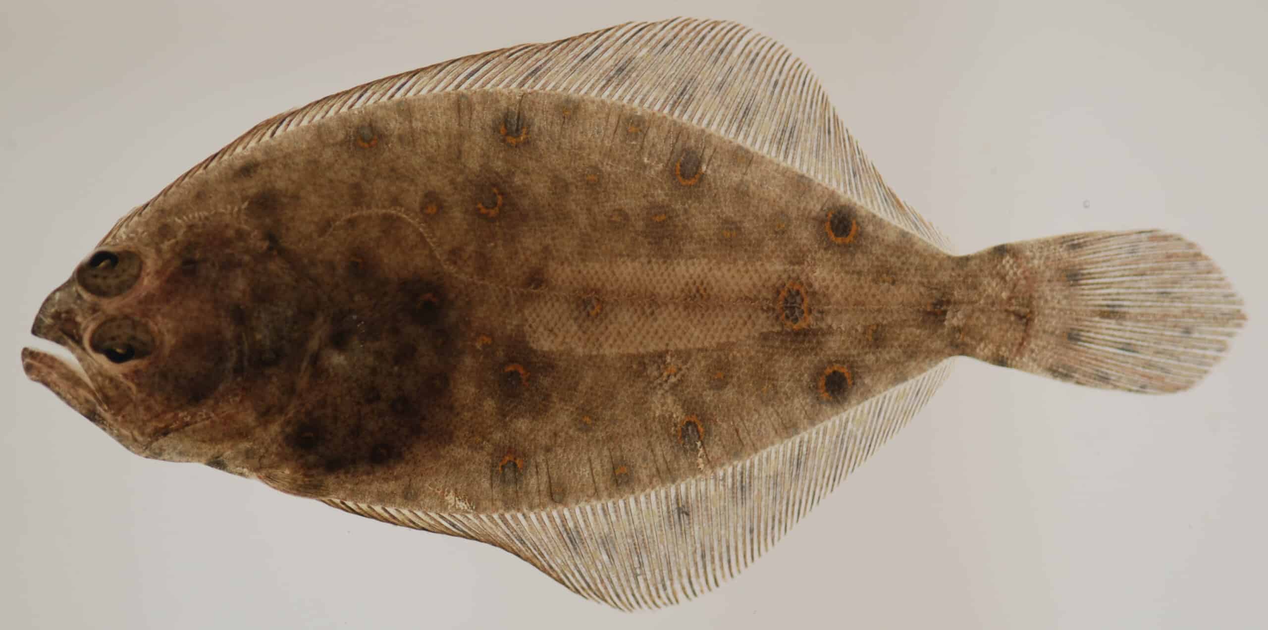 Summer flounder (Paralichthys dentatus) showing flat, mottled brown body with eye spots and both eyes on the upper side