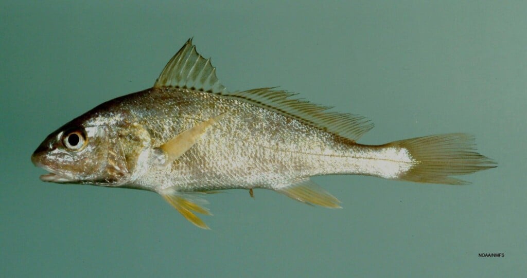 Atlantic croaker on a plain background, showing the silver body and small barbels