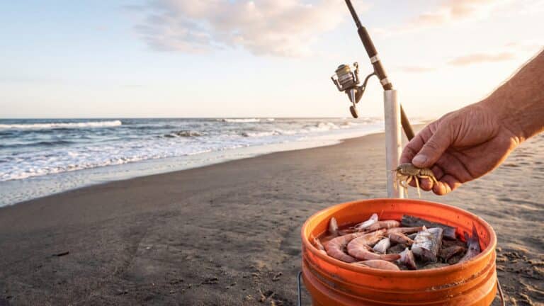 A hand holding a fresh sand flea over a bait bucket of shrimp and cut mullet on the sand, a surf rod in a spike behind — Outer Banks, NC