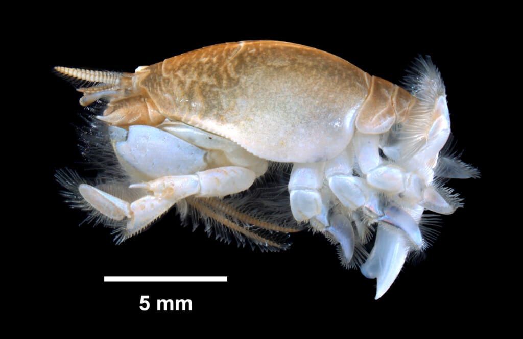 Side view of a sand flea, the mole crab Emerita talpoida