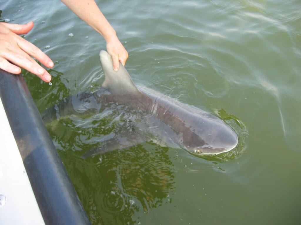 A juvenile sandbar shark (Carcharhinus plumbeus) with its tall first dorsal fin