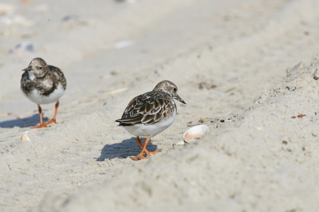 A sandpiper walking in ORV tire tracks on the beach at Cape Hatteras National Seashore