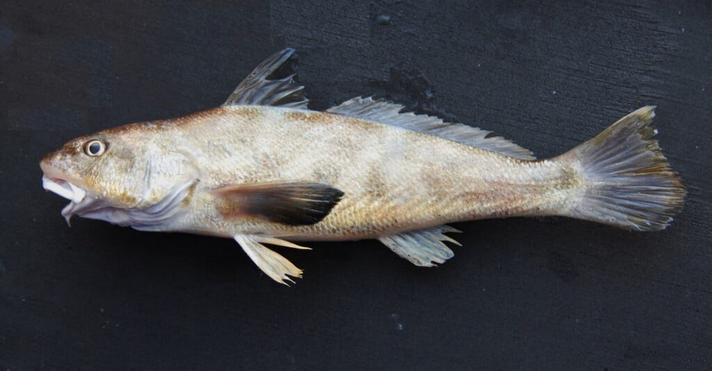 Southern kingfish, the sea mullet, on a black background