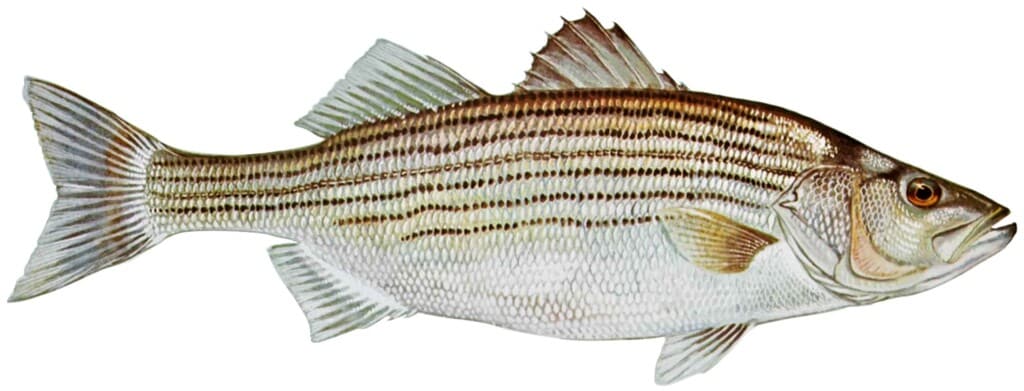 Striped bass (Morone saxatilis) showing the dark horizontal stripes along a silver body